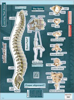 BodyPart Chart Spine-Labeled Wall Decal
