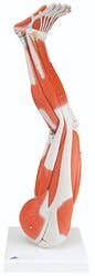 Anatomical model: muscular leg, 9-part