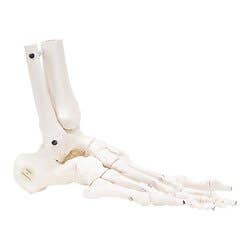Right Flexible Foot & Ankle Skeleton