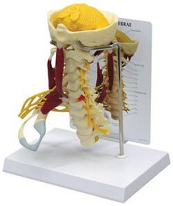 Deluxe Muscled Cervical