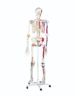 Anatomical model: Sam the super skeleton w/pelvic on roller stand