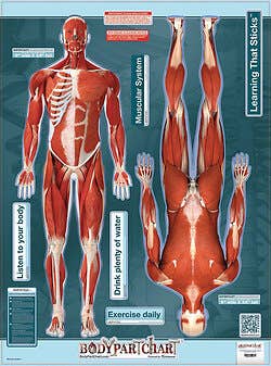 Bodypart Chart Muscles Front and Rear View- Wall Decal