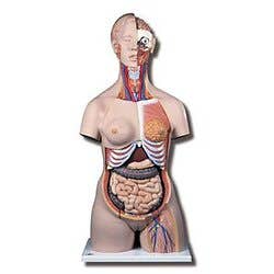 Deluxe Dual Sex Torso With Opened Back - 28 Part