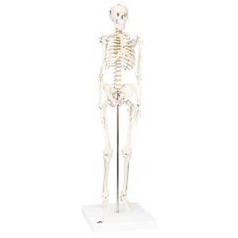 3b Scientific Anatomical Model - Shorty The Mini Skeleton On Mounted Base - Anatomical Model - Shorty The Mini Skeleton On Mounted Base