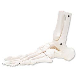 Left Foot & Ankle With Tibia And Fibula