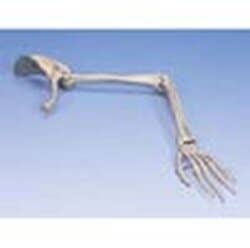 Arm Skeleton With Scapula & Clavicle - Right