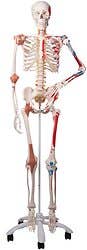  Super Human Skeleton Model "Sam" with Pelvic Roller Stand