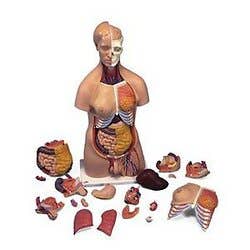 Deluxe Dual Sex Torso - 20 Part