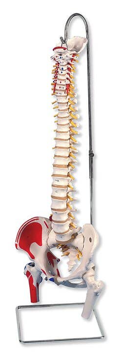 Flexible Spinal Column With Stand