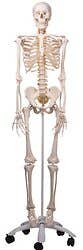  Fred-The Flexible Skeleton W/5' Roller Stand