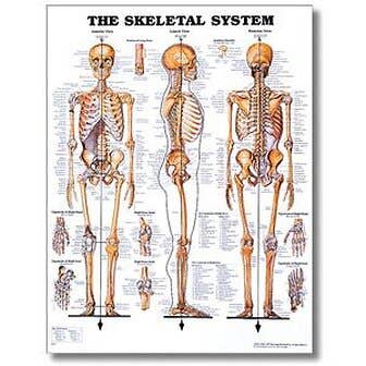 Skeletal System Poster 20" X 26" Styrene