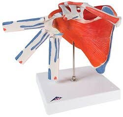 Shoulder Joint With Rotator Cuff