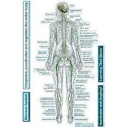 Bodypartchart Nervous System - Rear View - Labeled Wall Decal