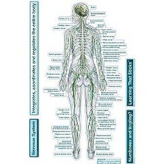 Bodypartchart Nervous System - Rear View - Labeled Wall Decal