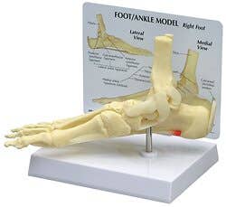 Ankle/Foot Plantar Fasciitis W/ Key Card