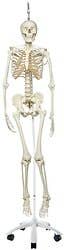 The Functional Skeleton On Hanging Stand, "Frank"