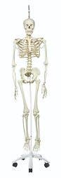 Anatomical model: Phil the physiological skeleton