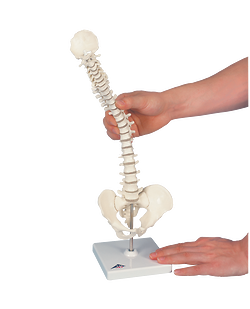 Mini Vertebral Spinal Column-Flexible On Stand