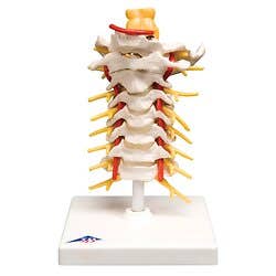 Cervical Spinal Column