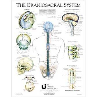 Craniosacral System Poster 19" X 25"