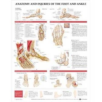 Foot And Ankle Chart, 20" X 26" Styrene