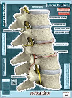 Bodypart Chart Sublixation Labeled Wall Decal