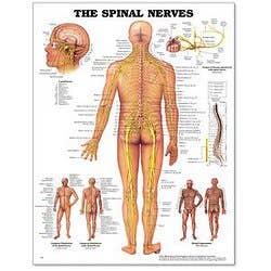 Spinal Nerves Poster 20" X 26" Styrene