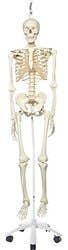 Stan The Standard Skeleton W/Hanging Roller Stand