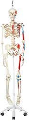 Max-The Muscle Skeleton W/Pelvic Roller Stand